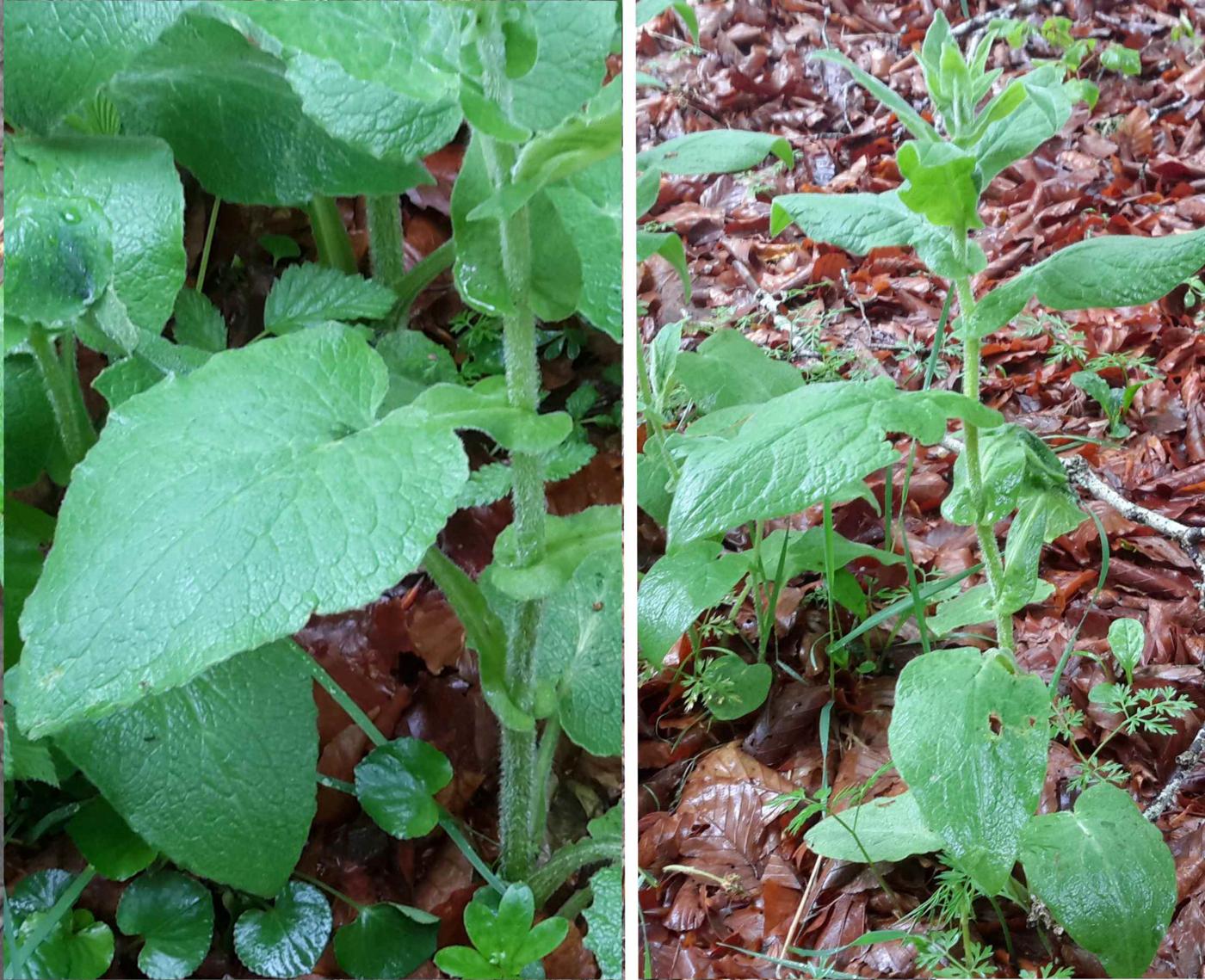 Leopard's Bane, Austrian leaf